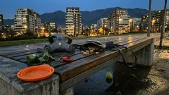 Socialización canina sin forzar: cómo leer a tu perro y evitar malos ratos en la plaza