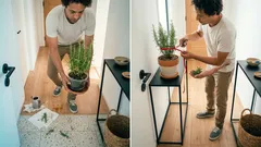 Dónde poner el romero para atraer prosperidad según el Feng Shui (y que se mantenga sano)